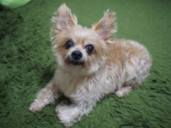 GonGon◎