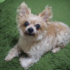 GonGon◎
