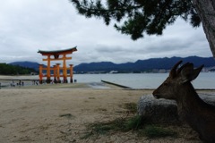 鹿と大鳥居