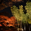 紅葉と竹林