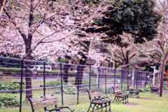 春の日比谷公園