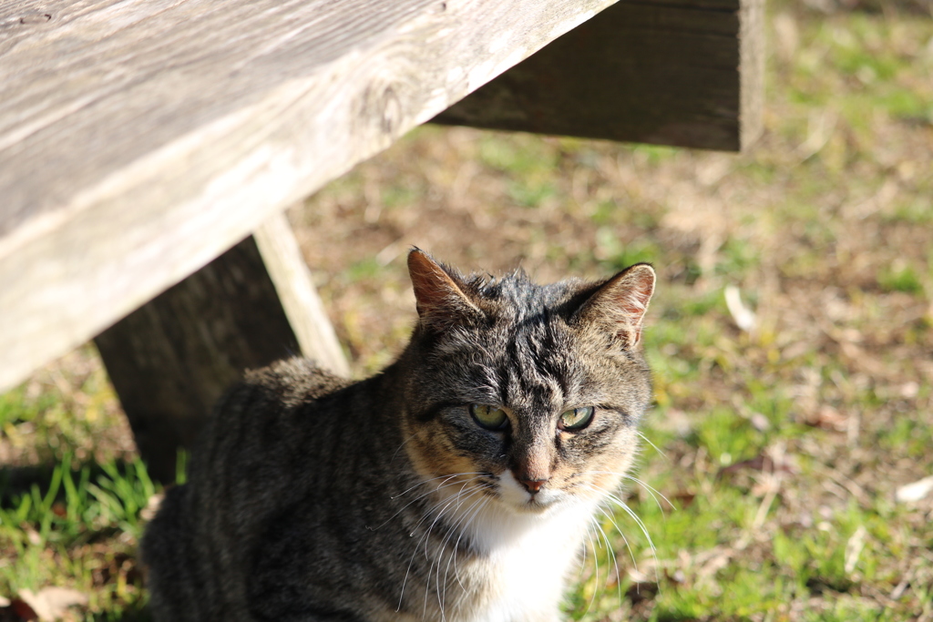 ねこ