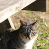 ねこ