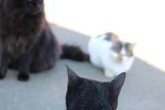 ねこ