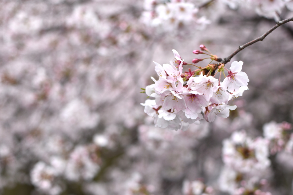 sakura2017@megurogawa(20170407)