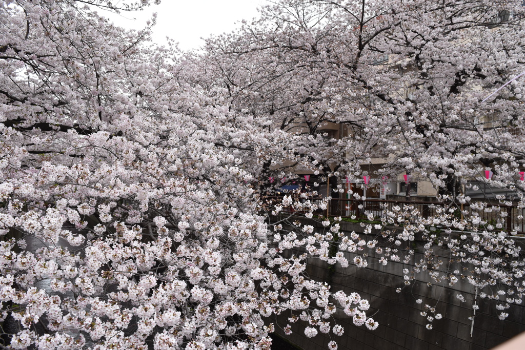 sakura2017@megurogawa(20170407)