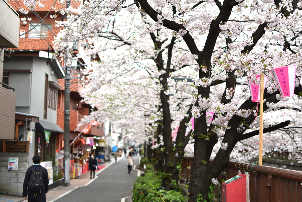 sakura2017@megurogawa(20170407)