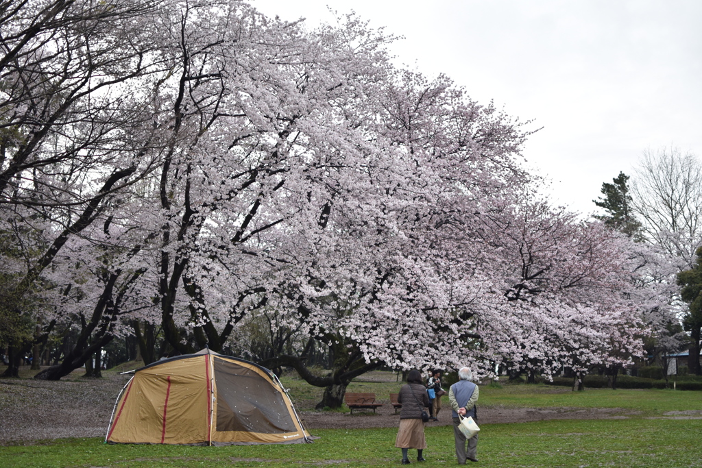 sakura2017@chiba park(20170409)