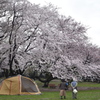 sakura2017@chiba park(20170409)