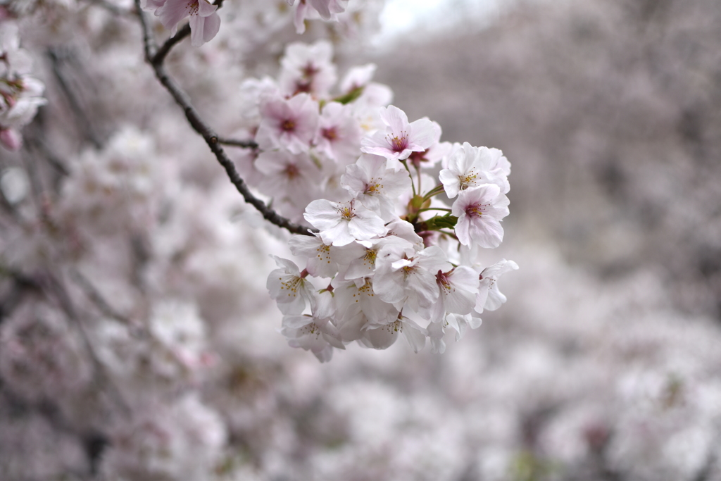 sakura2017@megurogawa(20170407)