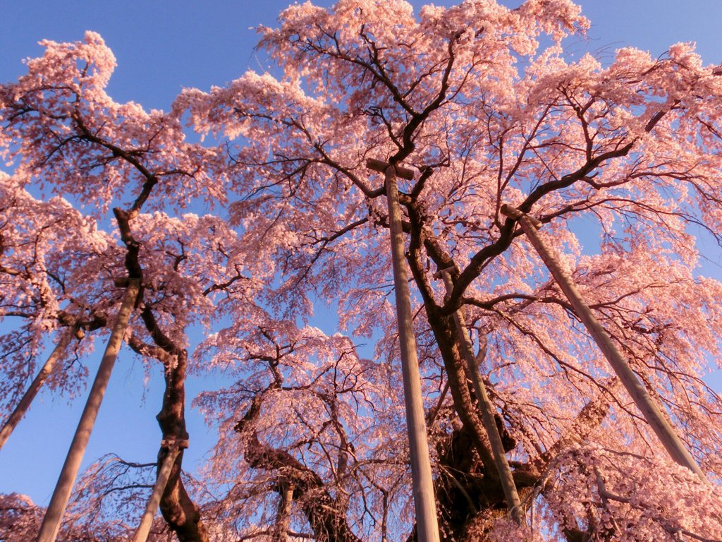 三春滝桜