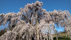 三春滝桜