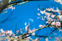 明けると涼しい月が桜の間から