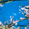明けると涼しい月が桜の間から