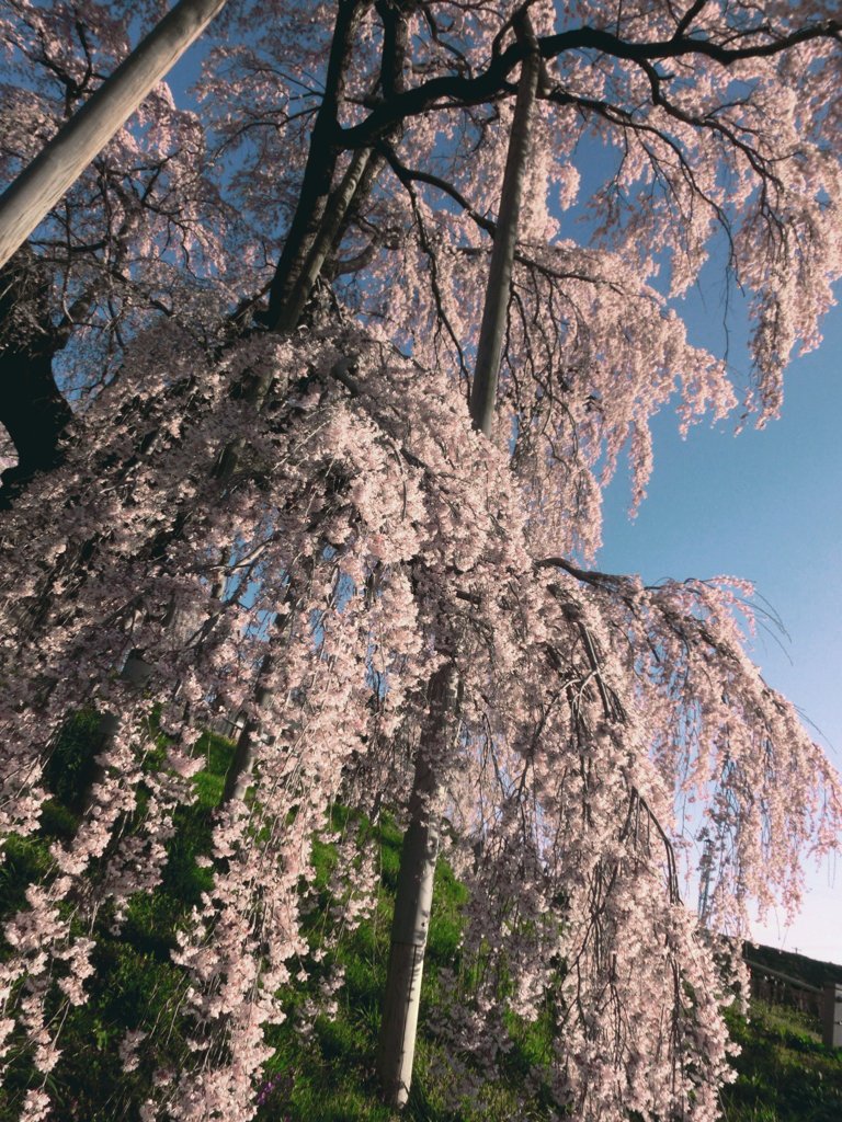 三春滝桜