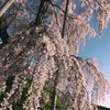 三春滝桜