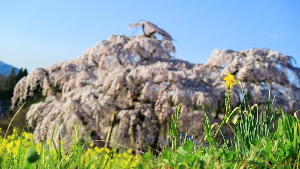 三春滝桜