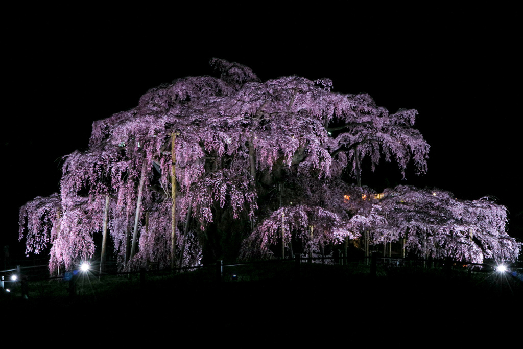 三春滝桜