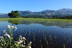 早朝の田んぼ