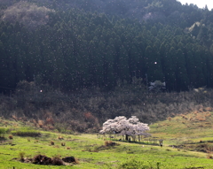 観音桜　花吹雪