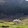 観音桜　花吹雪
