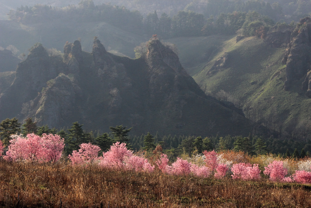 南阿蘇　桜