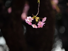 河津桜