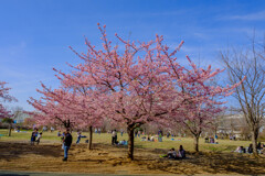 河津桜が満開です