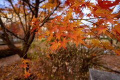 公園の紅葉（２）