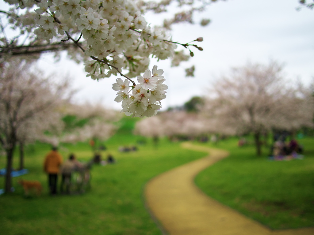 桜の小路