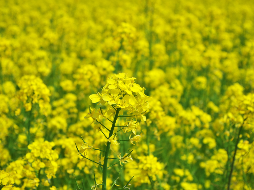菜の花畑