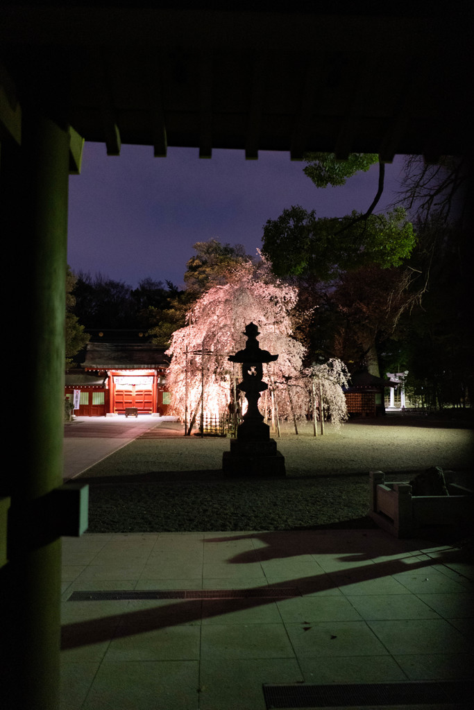 大國魂神社の枝垂れ桜