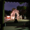 大國魂神社の枝垂れ桜