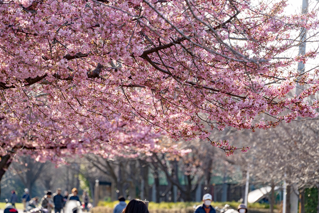 河津桜の並木２