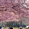 河津桜の並木２