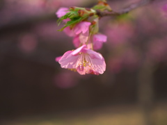 河津桜２