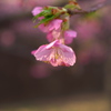河津桜２