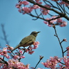 ヒヨドリと河津桜