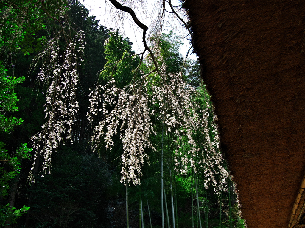 高麗神社の枝垂れ桜４