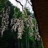高麗神社の枝垂れ桜４