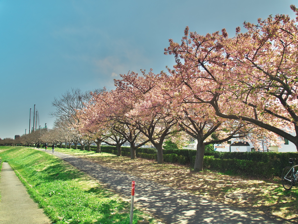 等々力土手の河津桜