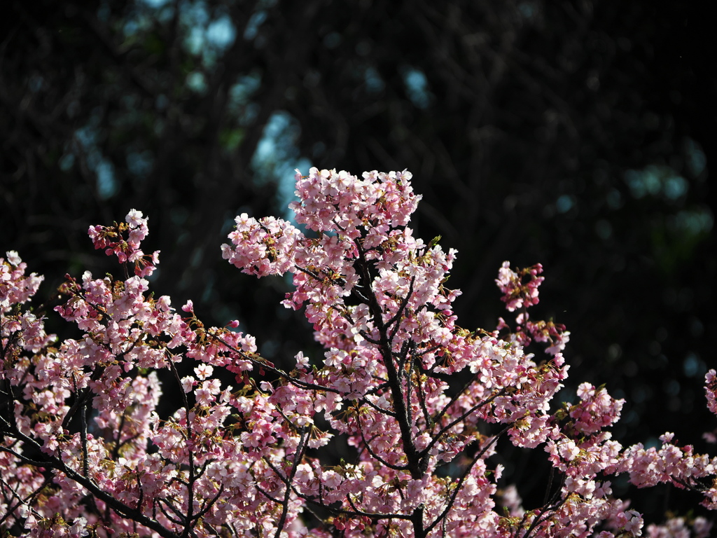 河津桜