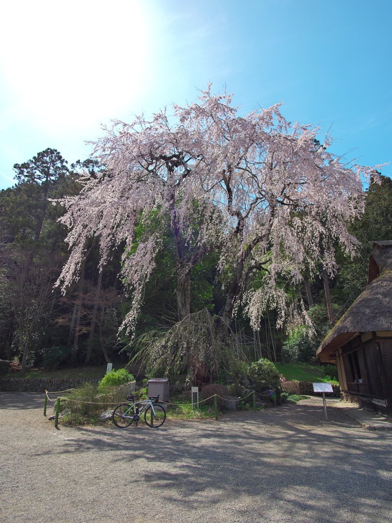 高麗神社の枝垂れ桜１