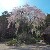 高麗神社の枝垂れ桜１
