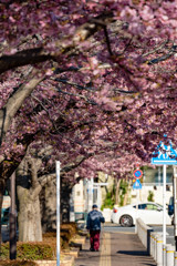 河津桜の並木