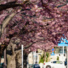 河津桜の並木