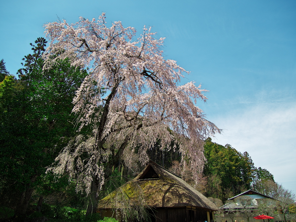 高麗神社の枝垂れ桜２