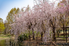 枝垂れ桜