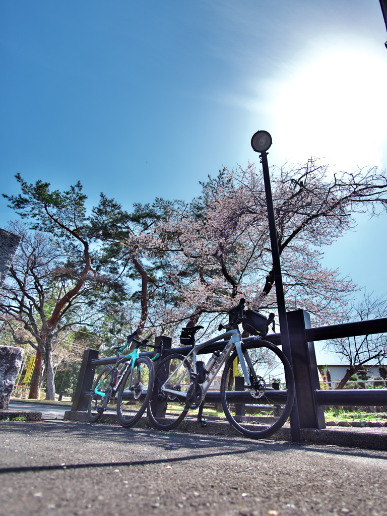春のサイクリング