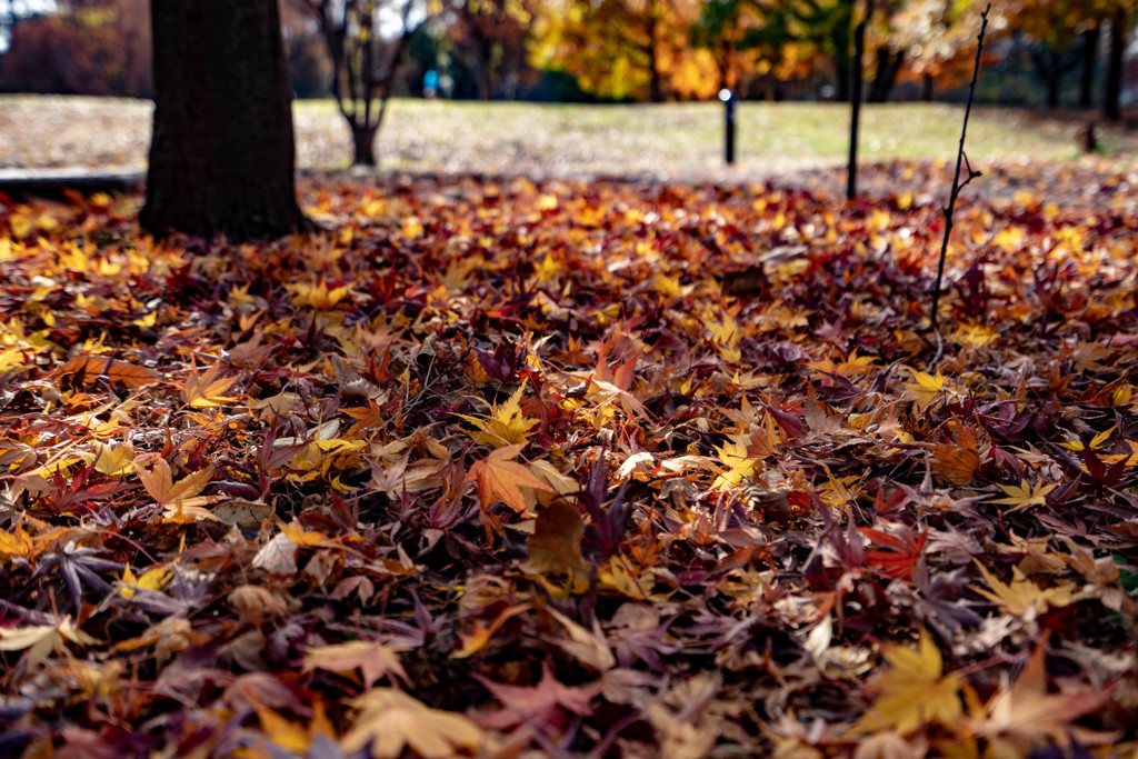 公園の紅葉（５）